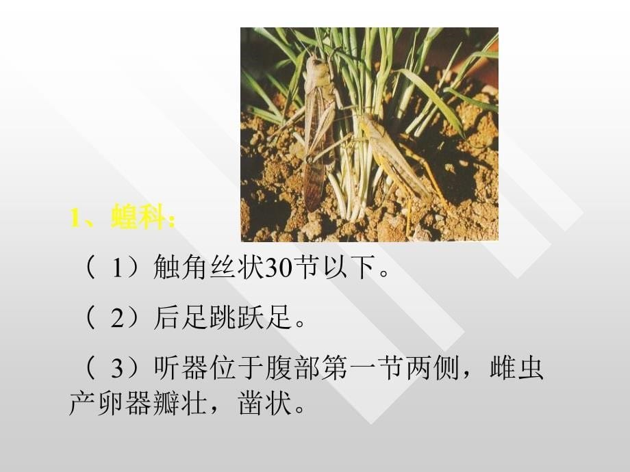 昆虫分类实验二_第5页