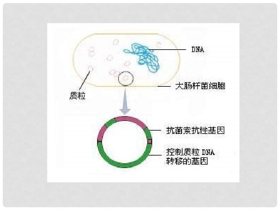 八年级生物下册 第25章 第二节 现代生物技术课件1 （新版）北师大版_第5页