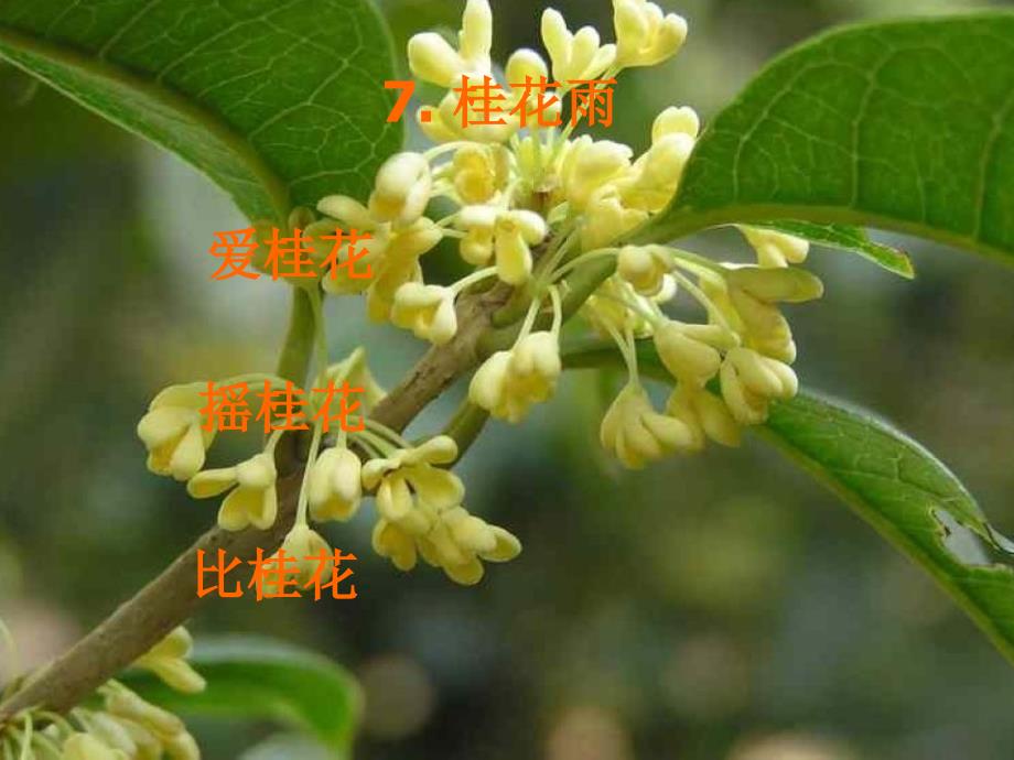 7《桂花雨》课件2[1]_第4页