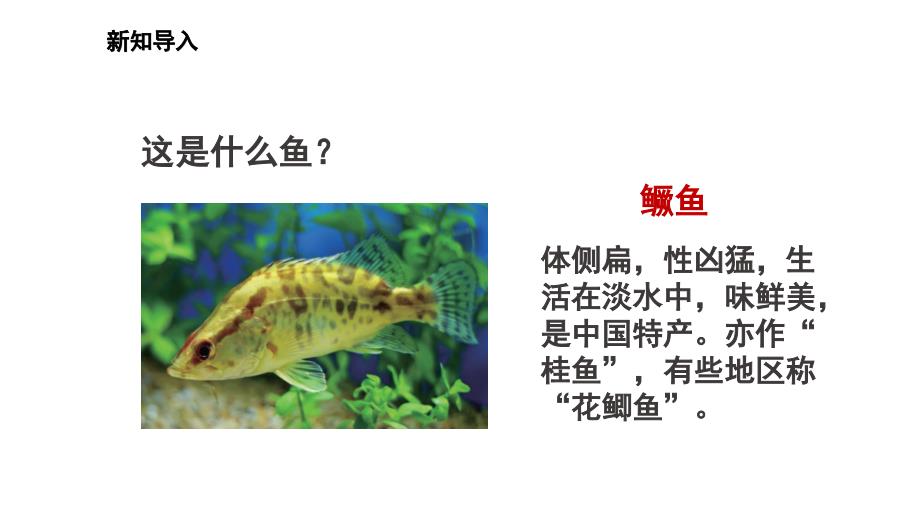 小学科学苏教版四年级上册第一单元2《鱼类》教学课件（2023秋）_第3页
