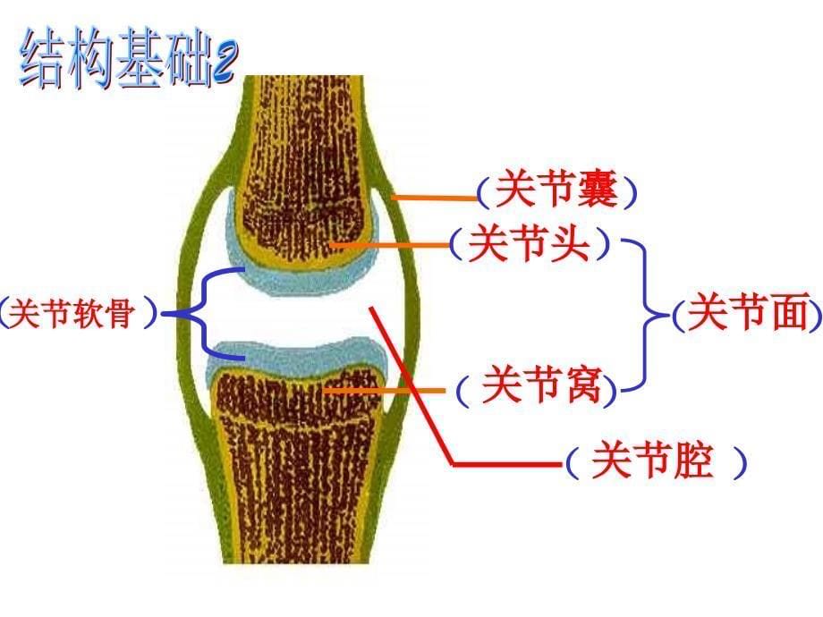 52复习动物的运动和行为_第5页