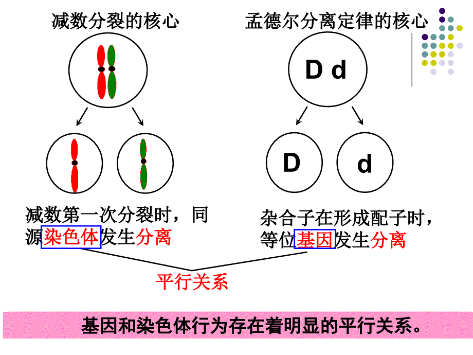 基因在染色体上公开课_第4页