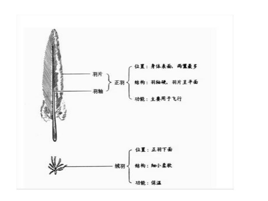 八上第一章第六节鸟_第5页