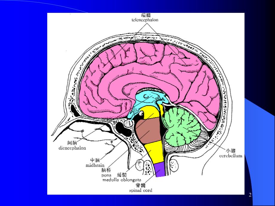意识障碍大脑解剖及病损的定位诊断ppt课件_第2页