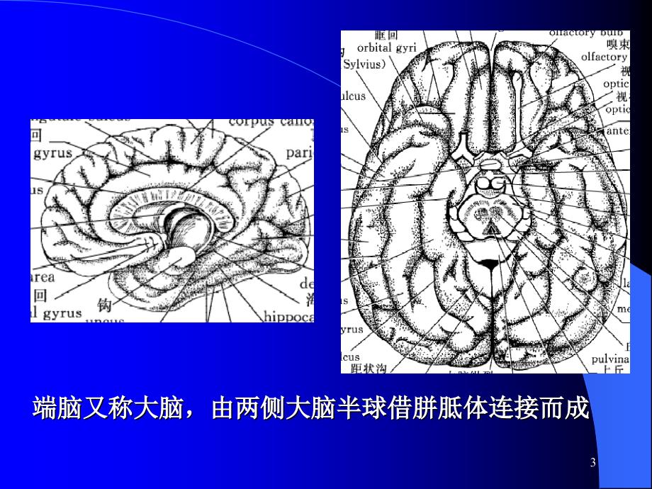 意识障碍大脑解剖及病损的定位诊断ppt课件_第3页