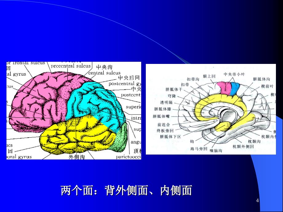 意识障碍大脑解剖及病损的定位诊断ppt课件_第4页