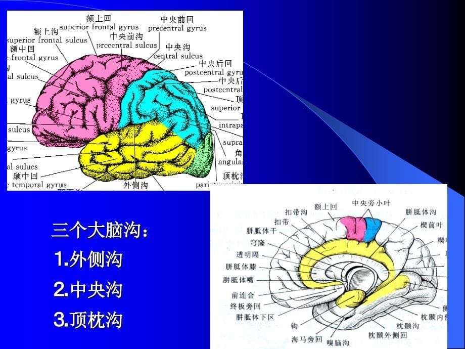 意识障碍大脑解剖及病损的定位诊断ppt课件_第5页