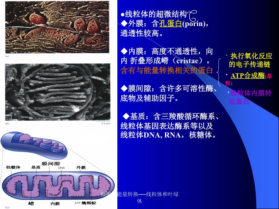 细胞的能量转换──线粒体和叶绿体课件_第4页