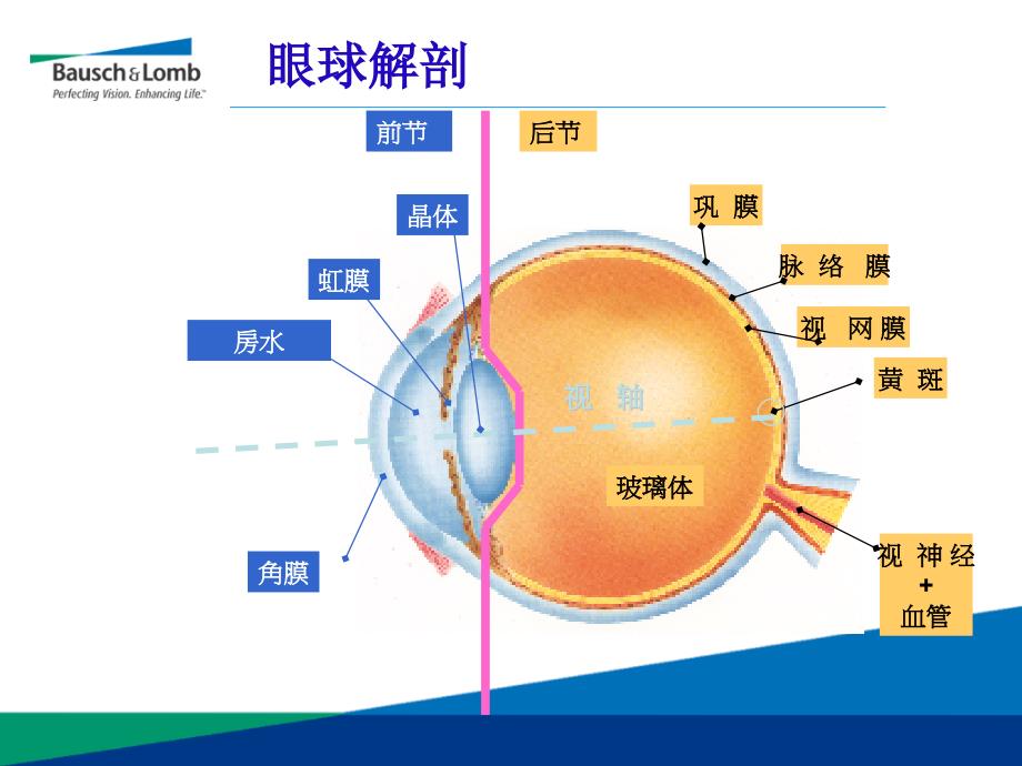 眼科超乳玻切手术基础知识_第3页