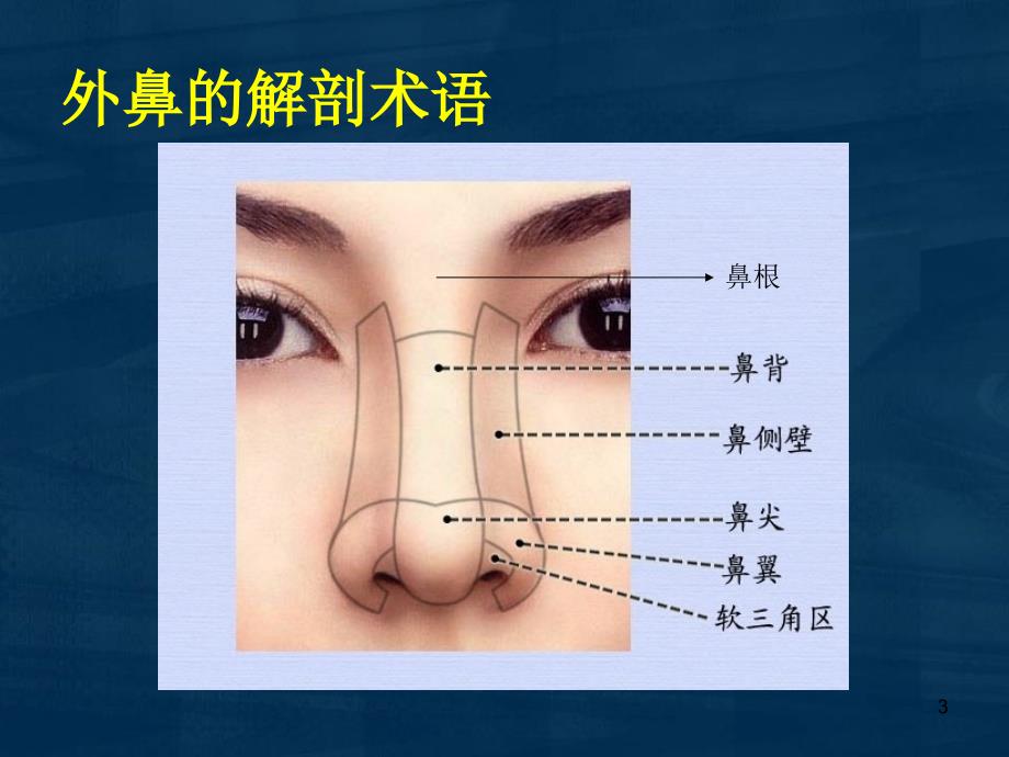 优质课件鼻部解剖_第3页