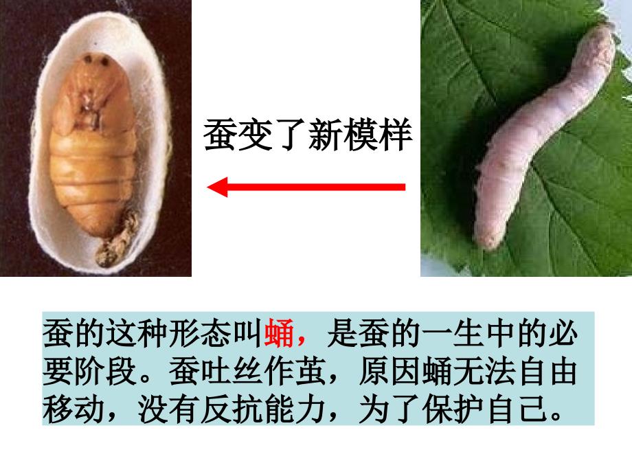 科教版三年级下册第三课蚕变了新模样课件_第4页