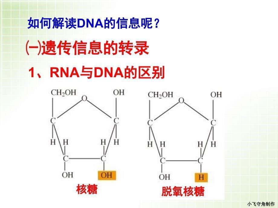 基因指导蛋白质的合成 (2)_第5页