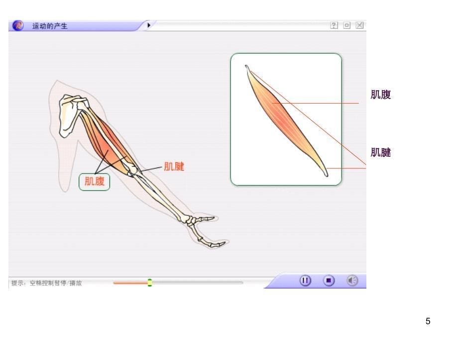 动物的运动含动画ppt课件_第5页