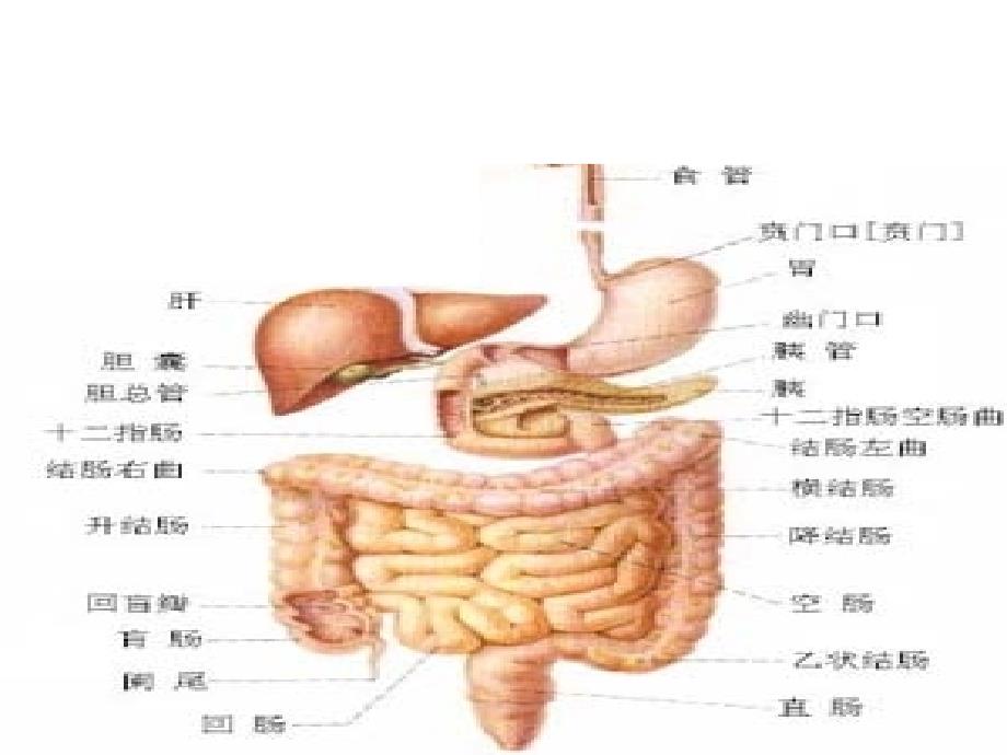 内科学消化系统总论ppt课件_第3页