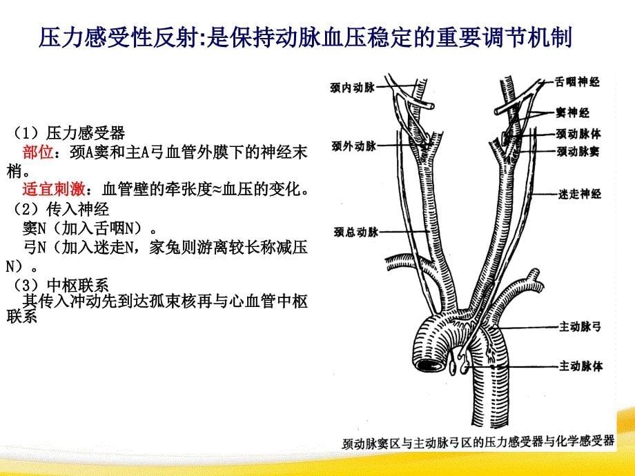 心血管活动神经体液调节实验详细课件_第5页