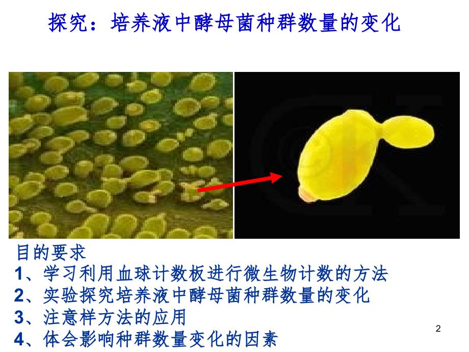 培养液中酵母菌种群数量的变化PPT精品文档_第2页