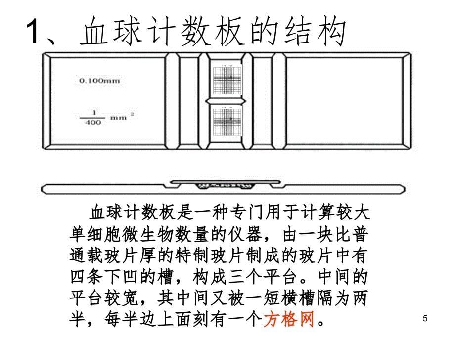 培养液中酵母菌种群数量的变化PPT精品文档_第5页