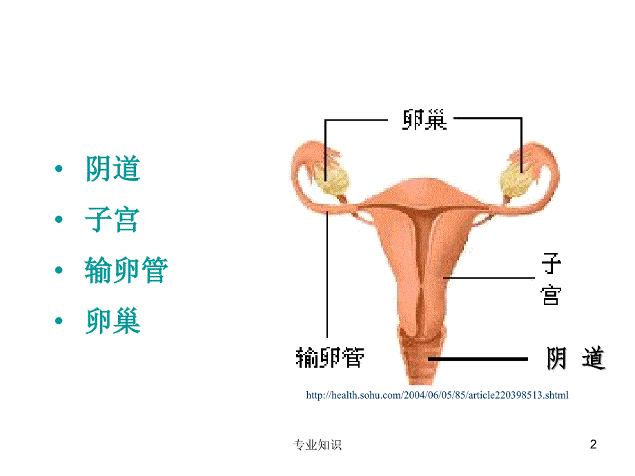 子宫及附件解剖及生理专业材料_第2页