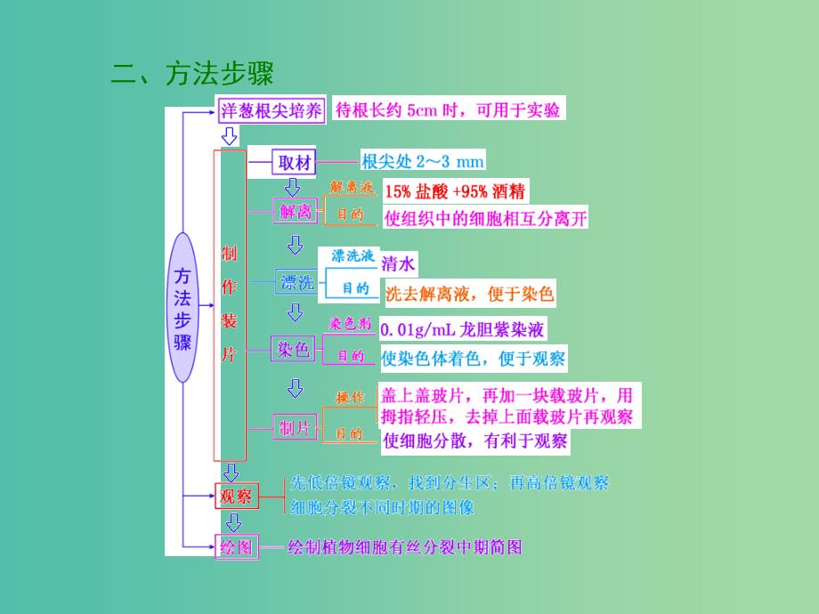 高考生物一轮复习 第四单元 第2讲 观察根尖分生组织的有丝分裂课件 新人教版必修1.ppt_第3页