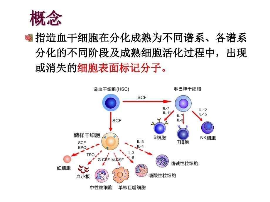 医学免疫学：第7章 白细胞分化抗原和黏附分子_第5页