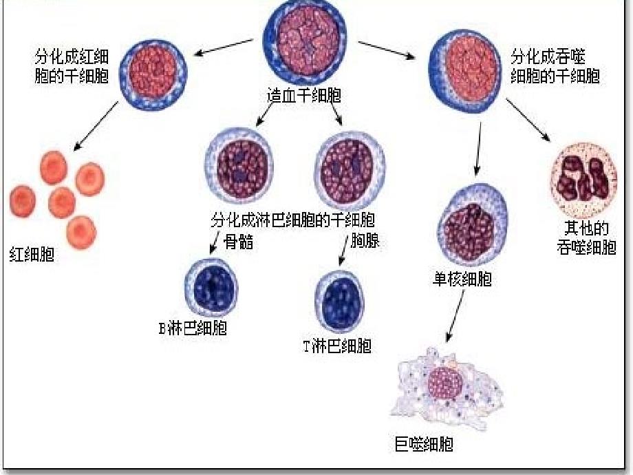 广东省惠州市江南学校人教版高中生物必修一课件：第6章第2节细胞的分化 共13张PPT_第4页