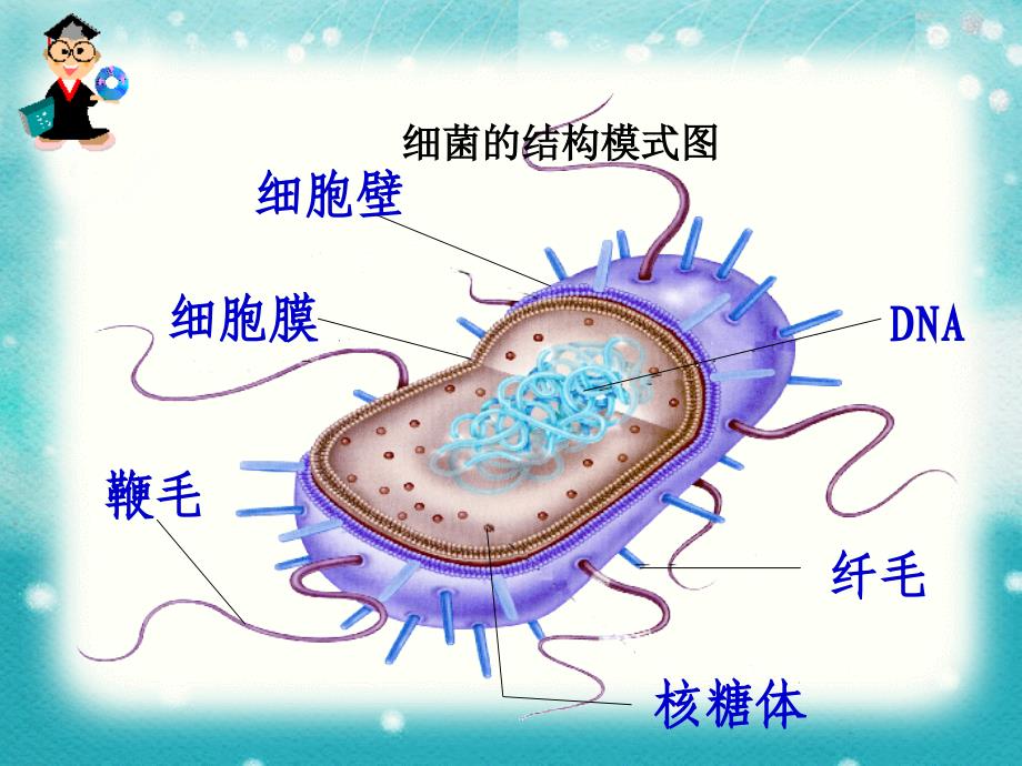 细胞的类型和结构(细胞膜).ppt_第2页