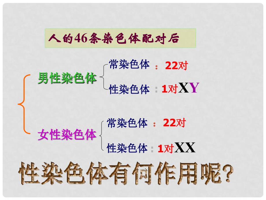 高中生物 第二章 基因和染色体的关系 第3节 伴性遗传课件 新人教版必修2_第4页