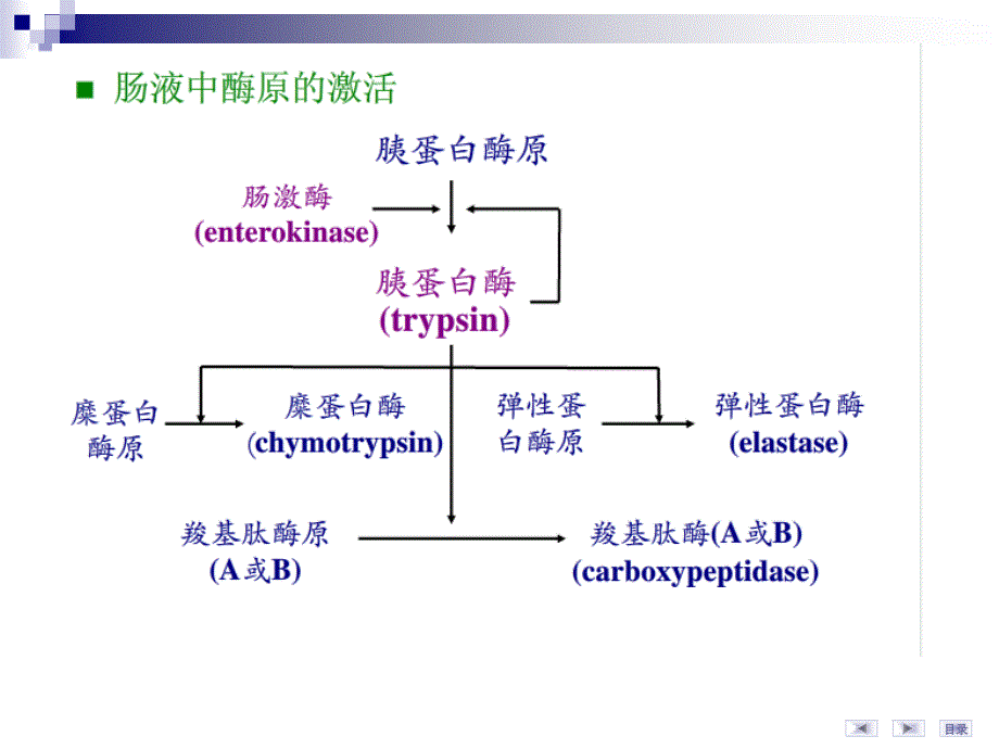 氨基酸代谢图表_第3页