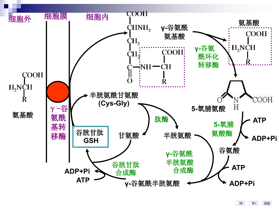 氨基酸代谢图表_第4页