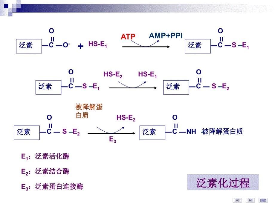 氨基酸代谢图表_第5页