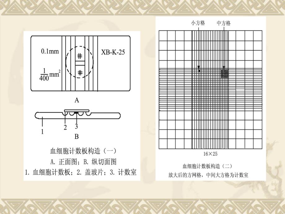 血球计数板使用及相关计算_第3页