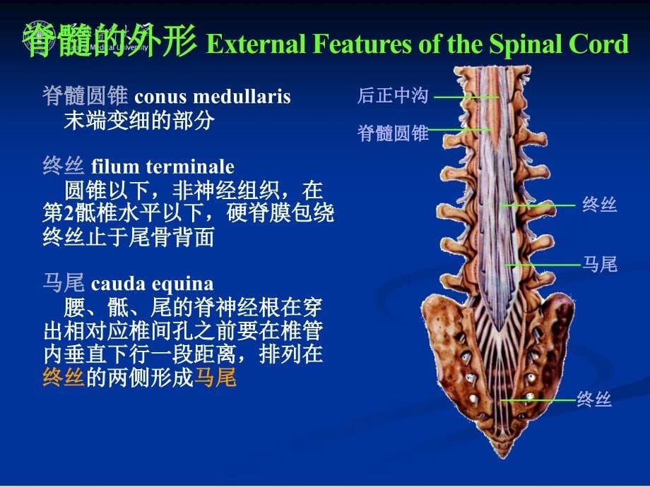 《神经系统总论》教学课件：05 脊髓_第5页