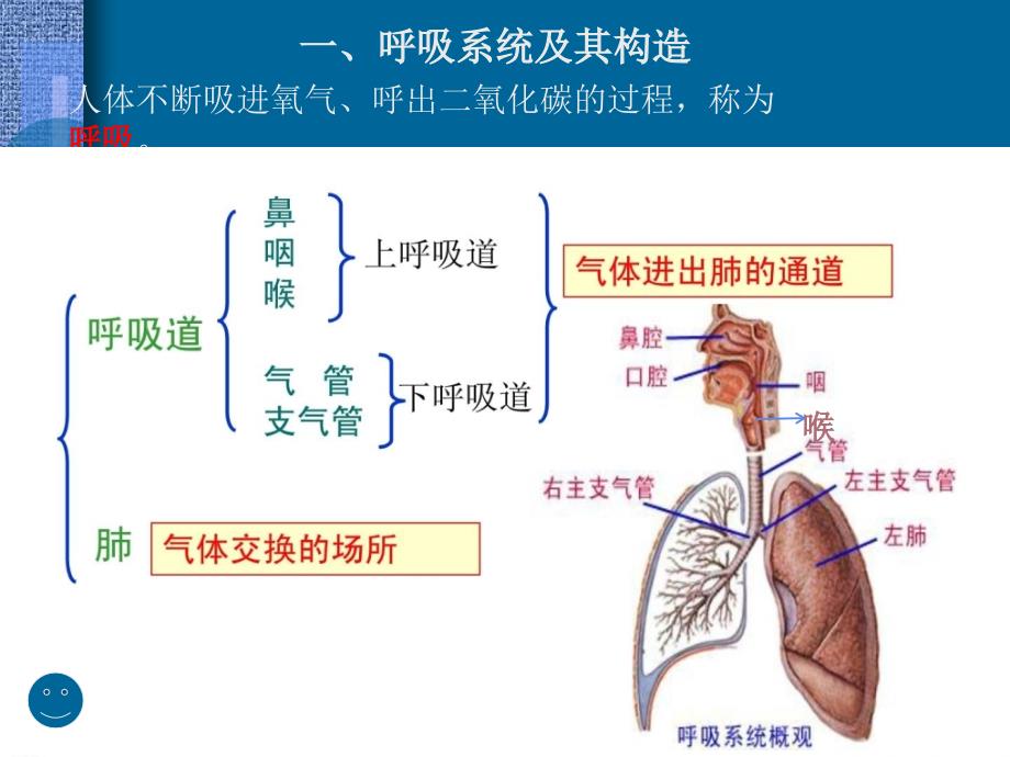 幼儿卫生保健 呼吸系统_第2页