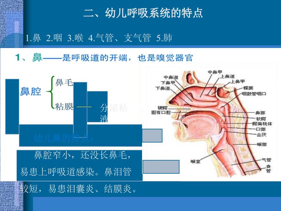 幼儿卫生保健 呼吸系统_第3页