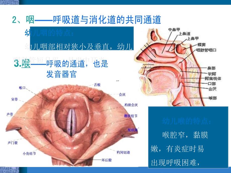 幼儿卫生保健 呼吸系统_第4页