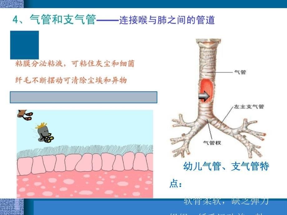 幼儿卫生保健 呼吸系统_第5页