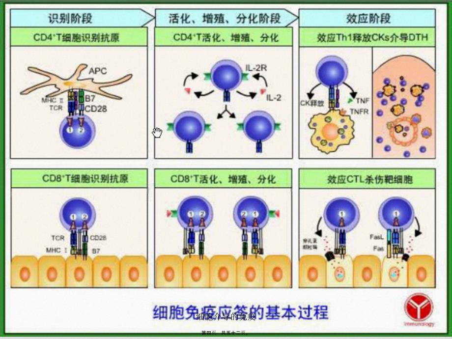 细胞介导的免疫课件_第4页