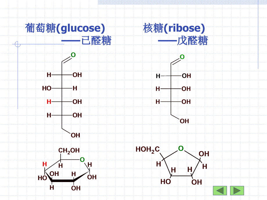 人体的分子组成_第4页