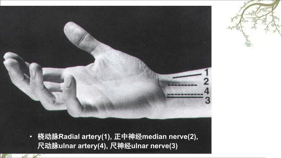 上海交通大学局部解剖学_第4页