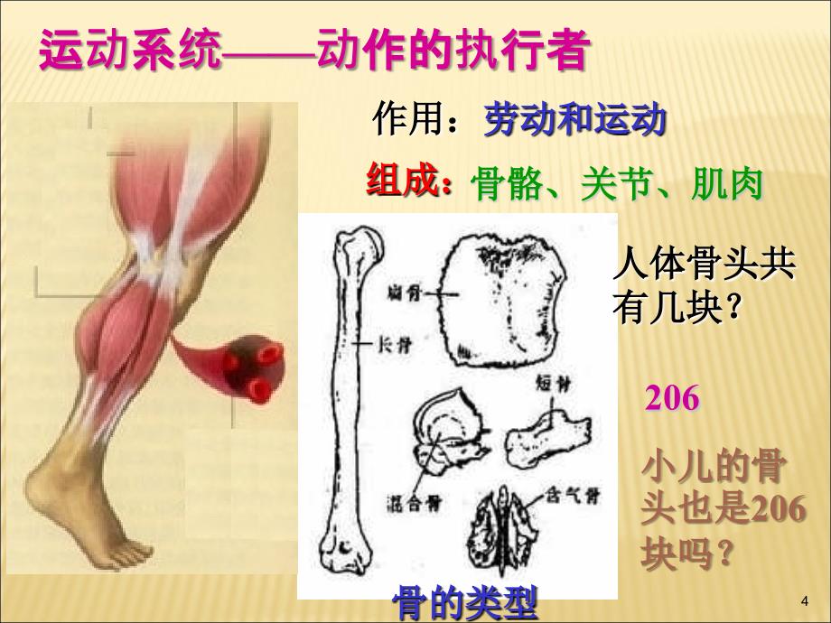 幼儿卫生学之运动系统 PPT课件_第4页