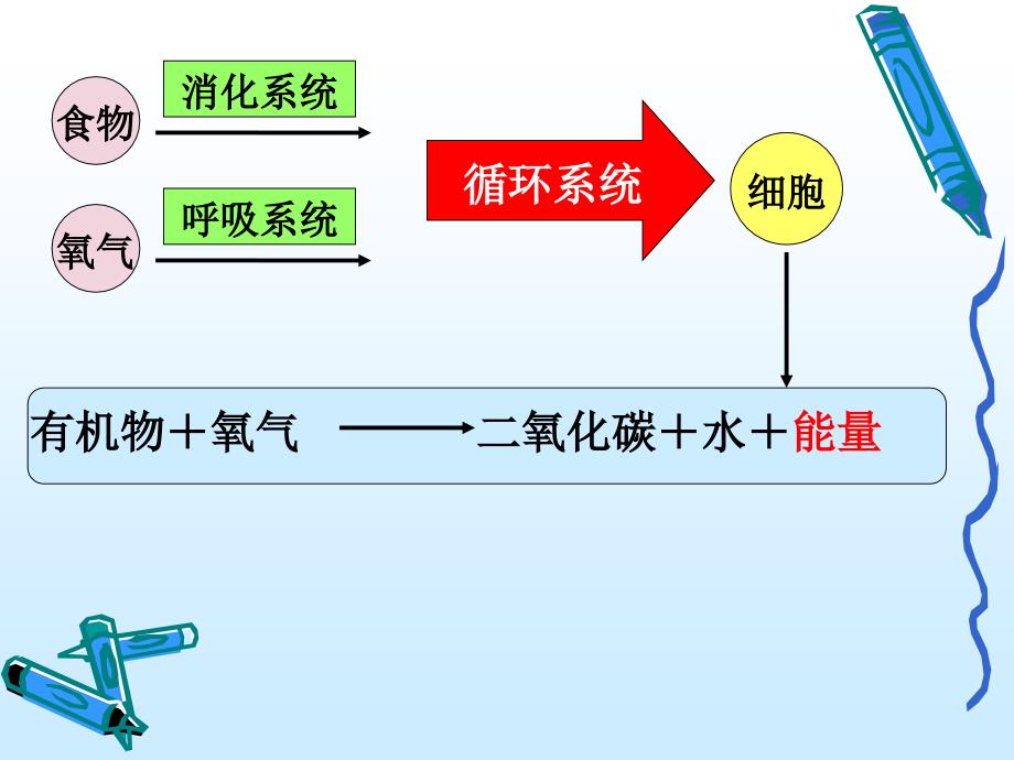 生物：10.5人体能量的供给课件苏教版七年级下_第3页