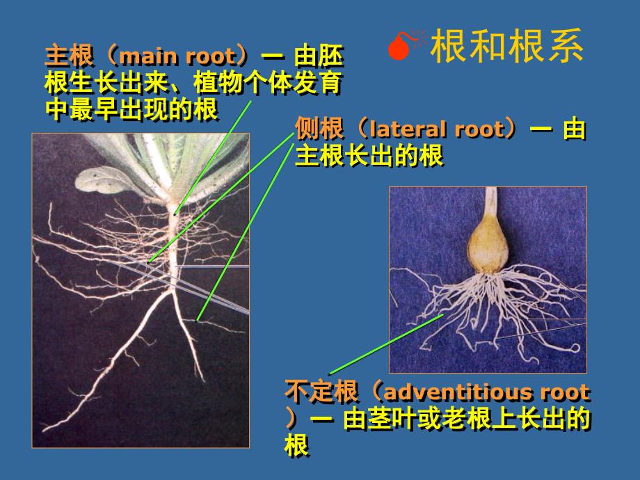 第二章植物体的形态结构和发育(根)杨_第2页