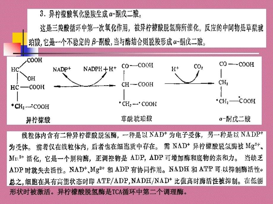 第三节糖的有氧氧化与三羧酸循环ppt课件_第5页