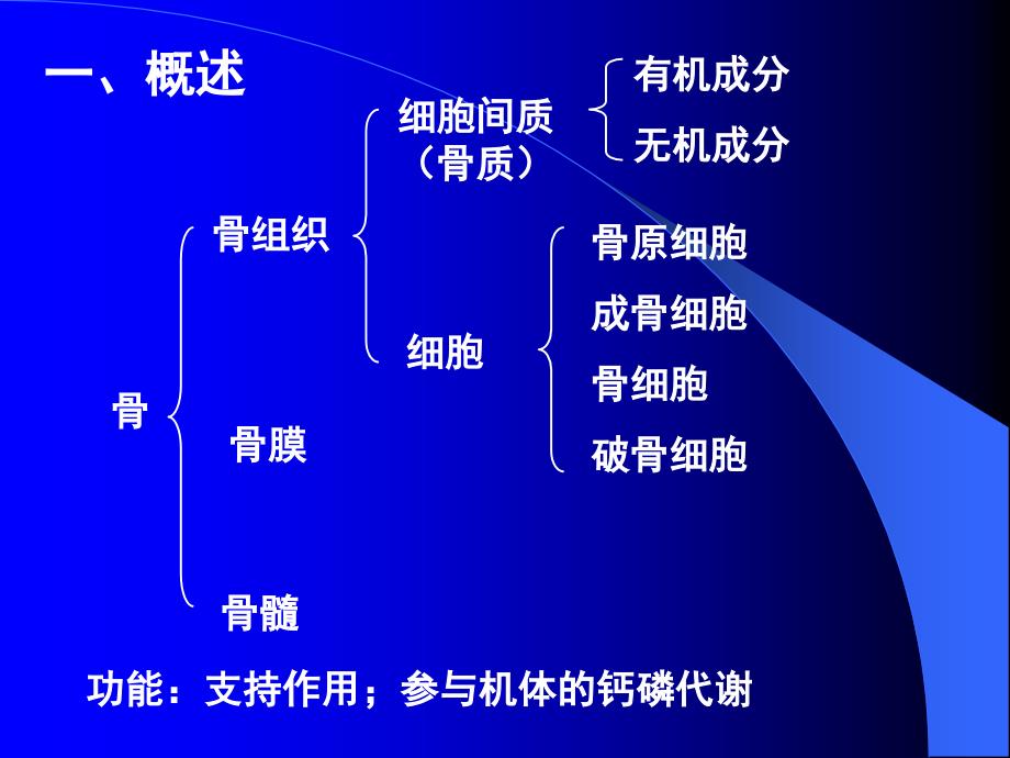 软骨-骨--组织学与胚胎学课件_第2页