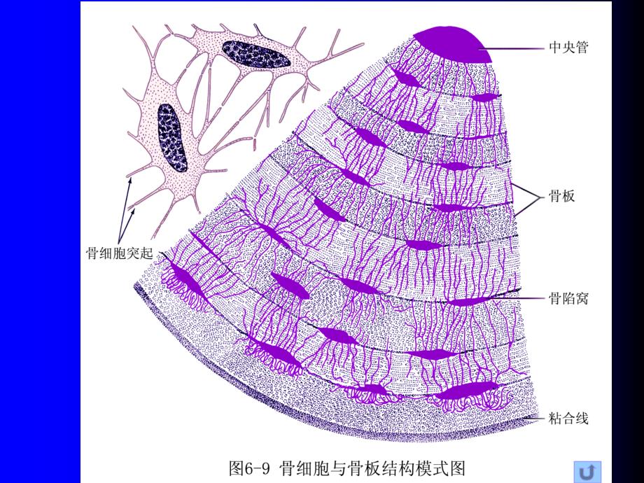 软骨-骨--组织学与胚胎学课件_第4页