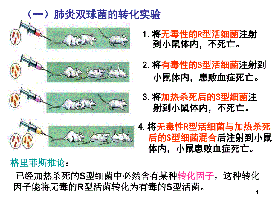 DNA是遗传物质的实验证据ppt课件_第4页