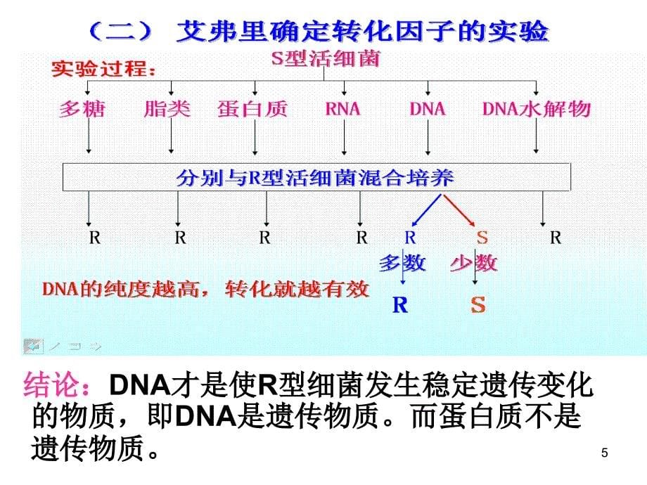 DNA是遗传物质的实验证据ppt课件_第5页