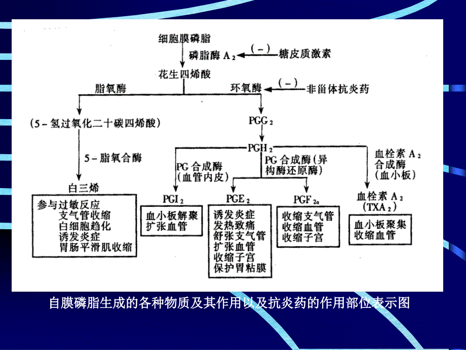 药理学胆碱受体阻断药IIN胆碱受体阻断药ppt课件_第3页