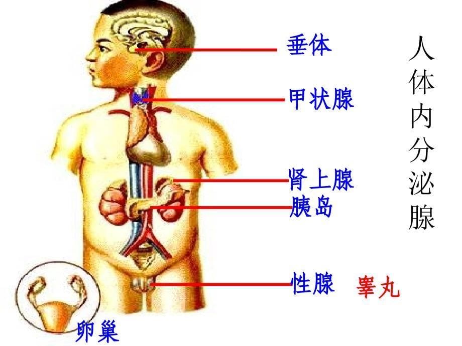 高二生物通过激素的调节.ppt_第5页