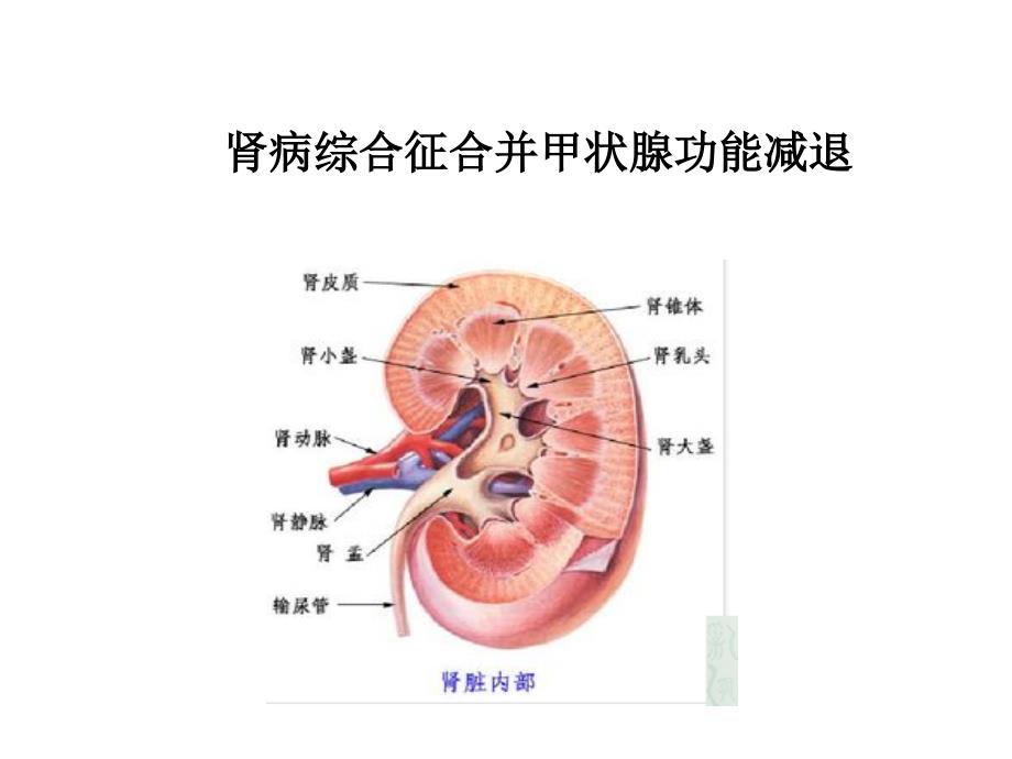 急性肾损伤与急性肾衰竭的诊断、治疗_第1页